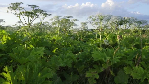 Wild plant - Hogweed, captures fields and meadows. Stock-Footage 153239382