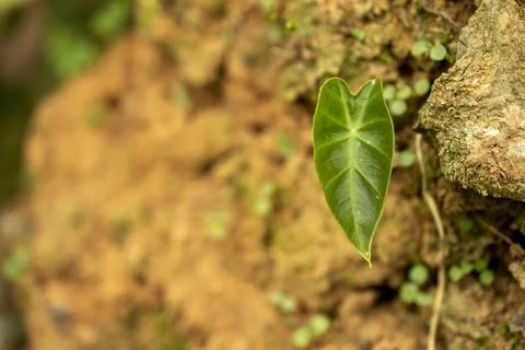 Wild plant leaf Stock Photos