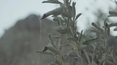 Wild Plant with Mountain Background Stock Footage 282240542