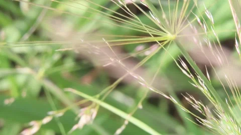 Wild Plant In The Nature Stock Footage 274843445