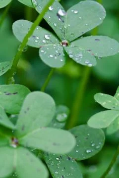 Wild Plant Foto stock