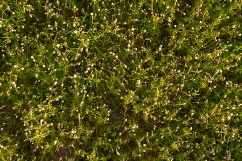 Wild plant Stock Photos