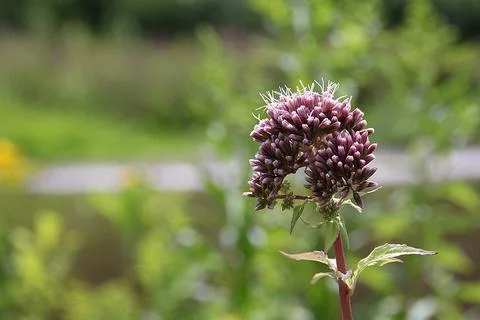 Wild plant Stock Photos