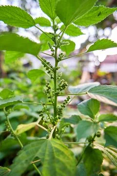 Wild Plant Stock Photos