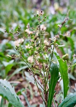 Wild Plant Stock Photos