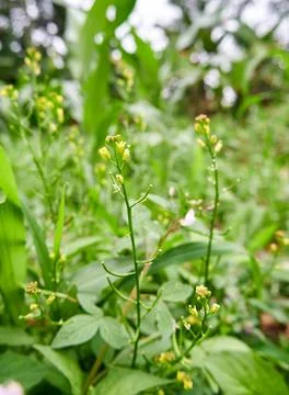 Wild Plant Stock Photos