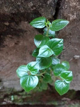 Wild plant Stock Photos