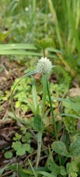 Wild plant Stock Photos