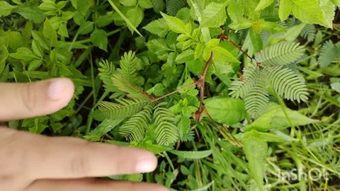 A wild plant Putri Malu Stock Footage 221231404