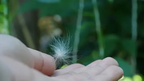 Wild Plant Series Stock Footage 190776892
