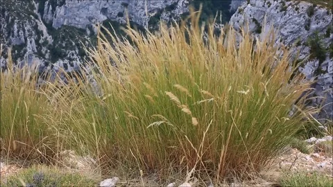 Wild Plant in slow motion 스톡 동영상 78633453