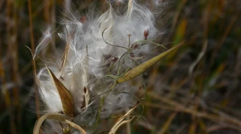 Wild plant sprouting white seeds, dandelion, cotton, CLOSE, 4K Stock Footage 56467252