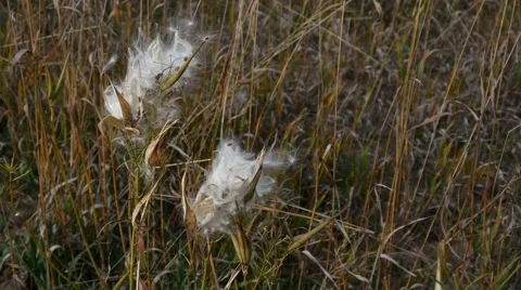Wild plant sprouting white seeds, dandelion, cotton, 4K Stock Footage 56469218