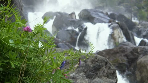 Wild plants against the backdrop of a mountain waterfall. Stockbeeldmateriaal 93689413