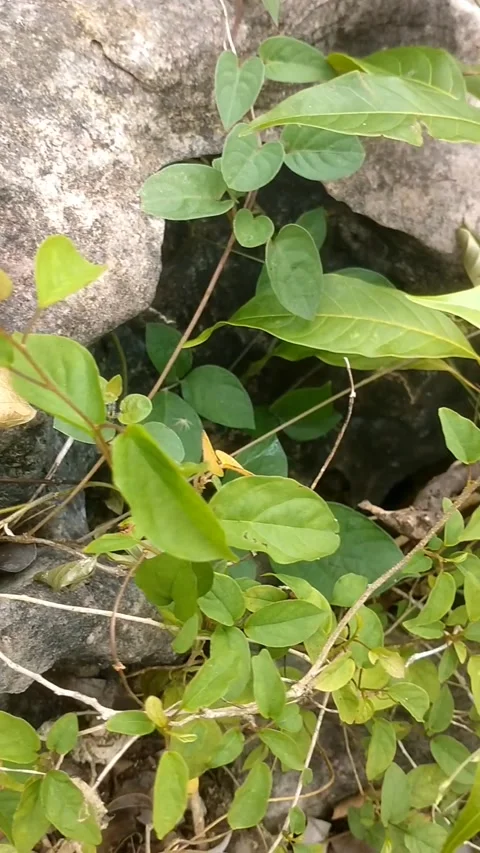 Wild plants among the rocks Vídeos de archivo 332157163