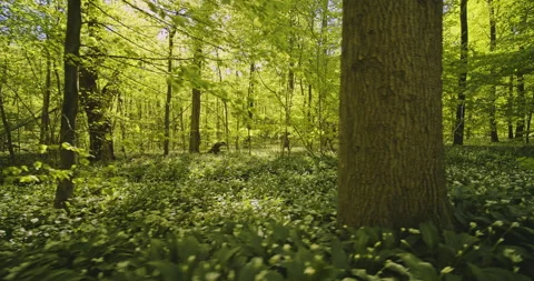 Wild Plants and Trees in the Forest and Glimpse of Sky in Background Stock Footage 134080057