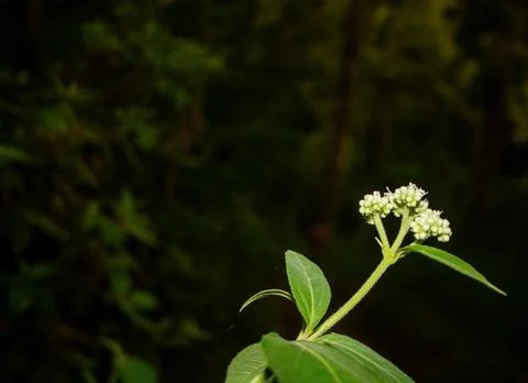 Wild plants are blooming Stock Photos