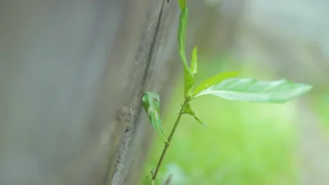 Wild Plants attached to the wall Stock Footage 235263576
