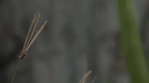 Wild plants background, 4K Stock Footage 307660175