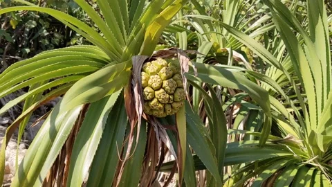 Wild plants in a beach Stock Footage 145927287