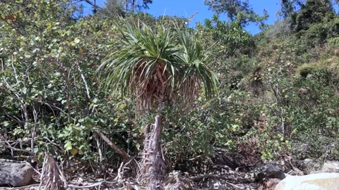Wild plants in a beach Stock Footage 145927296