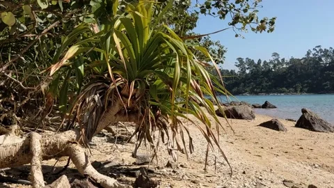Wild plants in a beach Stock Footage 145927354
