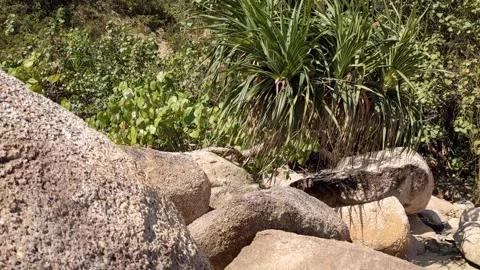 Wild plants in a beach Stock Footage 145928149