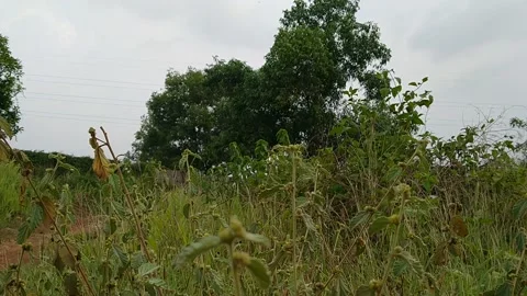 Wild plants with a big tree in the wind in the background Stock Footage 142246774