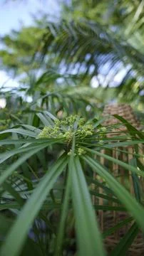 Wild plants Close up Stock Photos