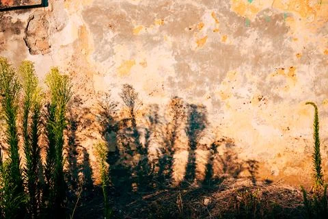 Wild plants creating long shadows on a rustic yellow wall. Concept of urban.. Stock Photos