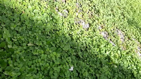 Wild Plants - Diagonal View Stock Footage 236392716