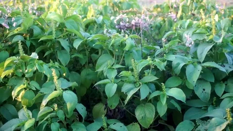 Wild Plants on an Evening in Texas Stockbeeldmateriaal 79082748