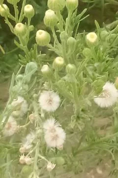 Wild plants featuring budding flowers and white fluffy seed heads 스톡 사진