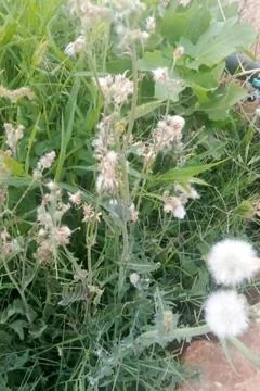 Wild plants, featuring white fluffy seed heads and dry flowers Stock Photos