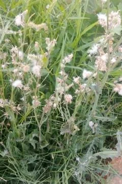 Wild plants, featuring white fluffy seed heads and dry flowers amidst green 스톡 사진