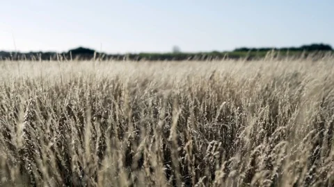 Wild plants field in the wind slow motion Stock Footage 95937834