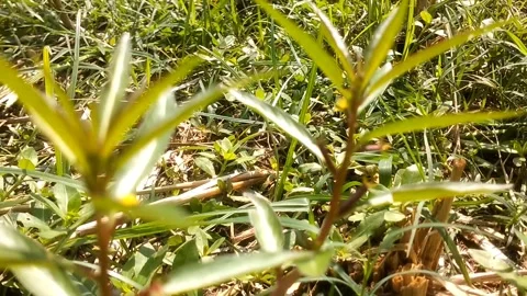 Wild plants in the fields that are 库存影片 332748762