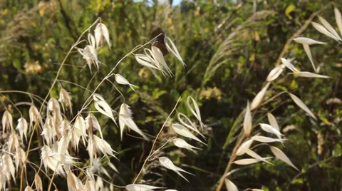 Wild Plants Stock Footage 20477067