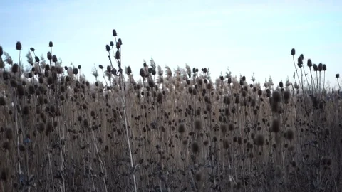 Wild plants Stock Footage 121106495