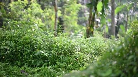 WILD PLANTS Stock Footage 233148552