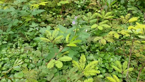 Wild Plants Stock Footage 237757372