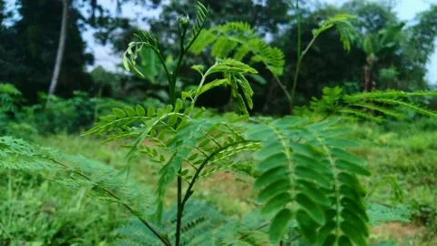 Wild plants Video stock 239739047