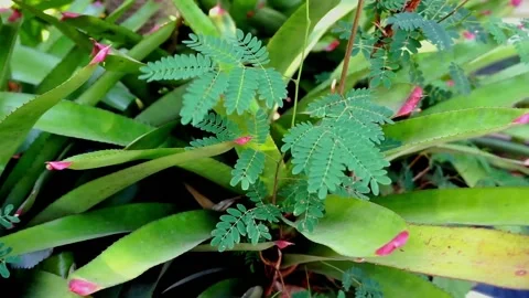 Wild plants Stock Footage 251417729