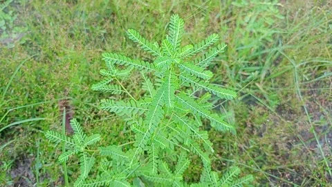 Wild plants Stock Footage 275644303