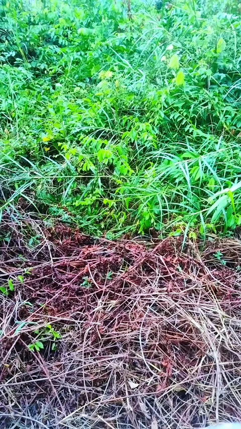 Wild plants Video stock 289853643