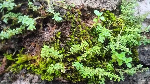 Wild plants Video stock 289853682