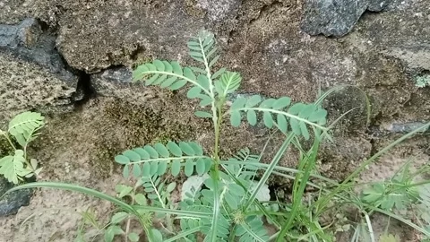 Wild Plants Stock Footage 300258198