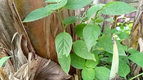 Wild Plants Stock Footage 300337819