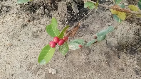 Wild Plants Stock Footage 300885755