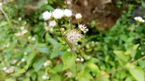 Wild plants Stock Footage 302194929